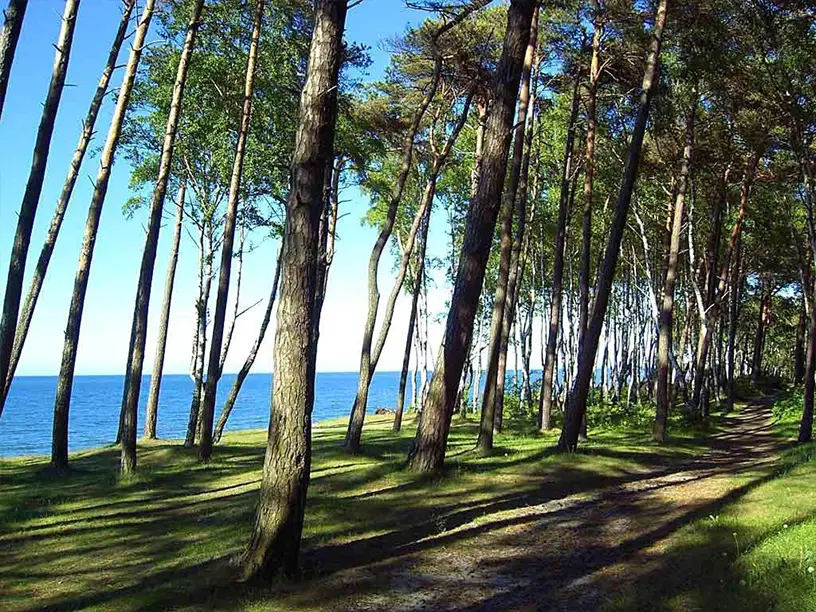Фотография парка Сосновый Бор в Пионерском